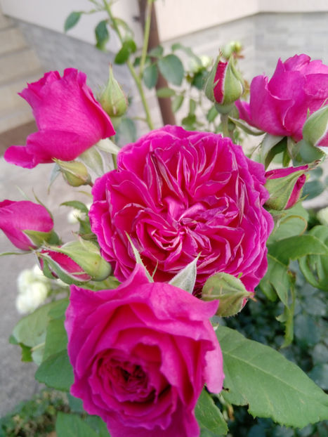  - Gradina iunie 2019