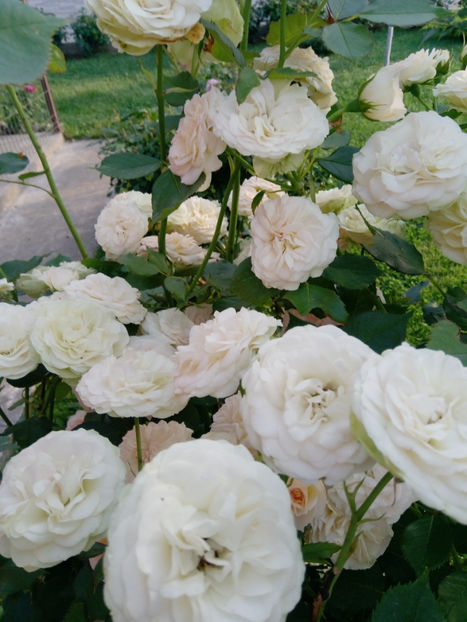  - Gradina iunie 2019