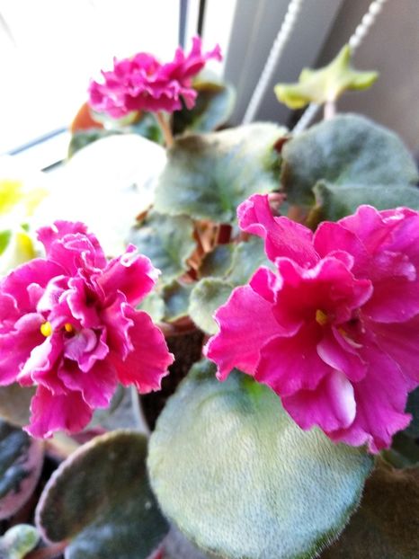 Le Ognnenije cvetok - Violete 2018