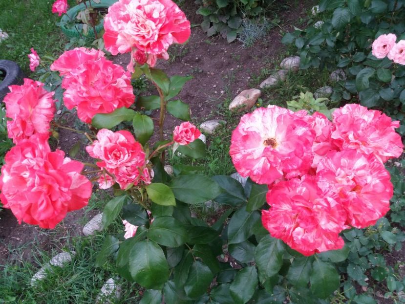 Focus pocus - Florile mele 2019