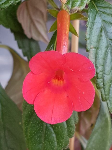 Orange delight - Achimenes 2019