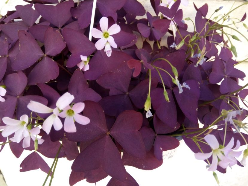  - Flori de Gradina Primavara -Vara 2019