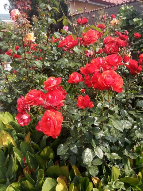  - Flori de Gradina Primavara -Vara 2019