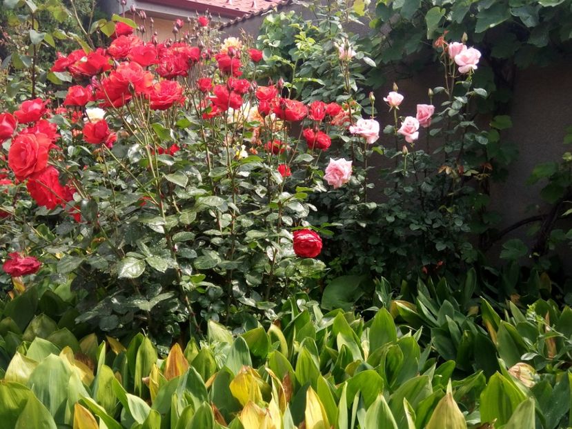  - Flori de Gradina Primavara -Vara 2019