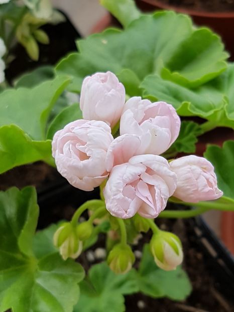 Marbacka Tulpan - Muscate de colectie 2019