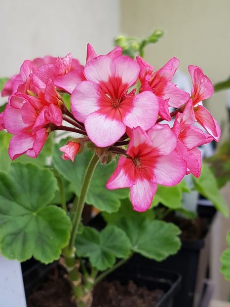 Banstead Beauty - Muscate de colectie 2019