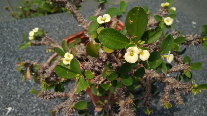 Euphorbia Milii 'Dwarf Cream' - Suculente 2019