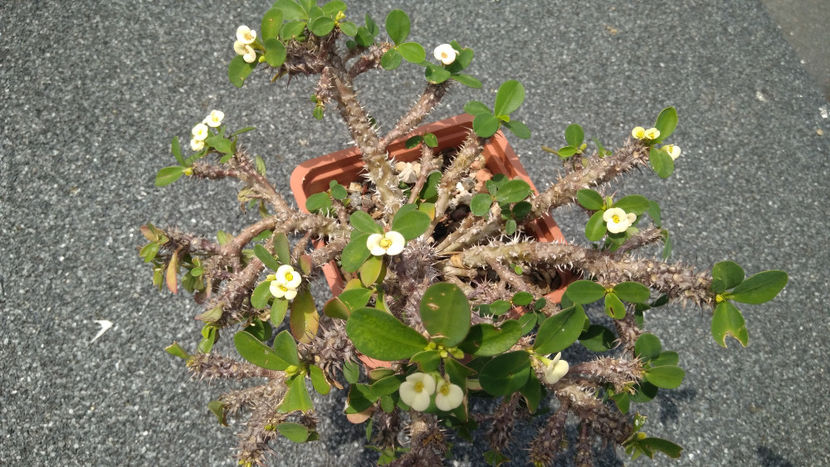 Euphorbia Milii 'Dwarf Cream' - Suculente 2019