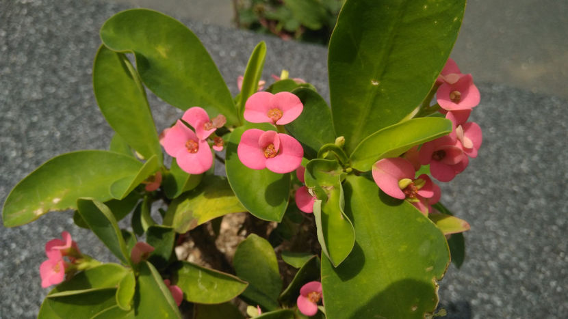 Euphorbia Milii 'Pink Cadillac' - Suculente 2019