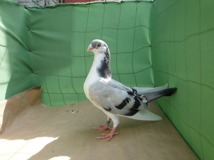 M 2019_6615 - porumbei care mi-au apartinut
