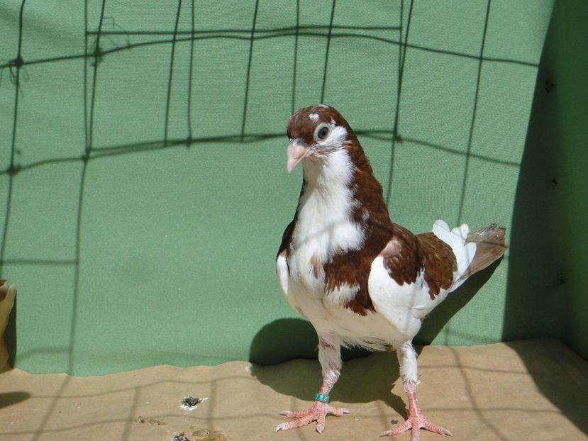 M 2019_6630 - porumbei care mi-au apartinut