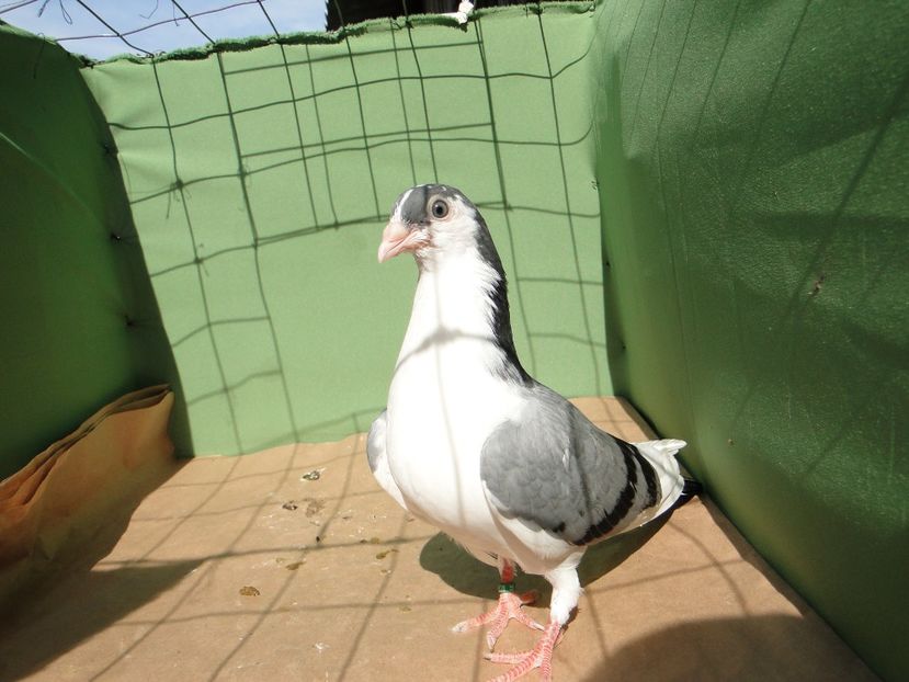 M 2019_6628 - porumbei care mi-au apartinut
