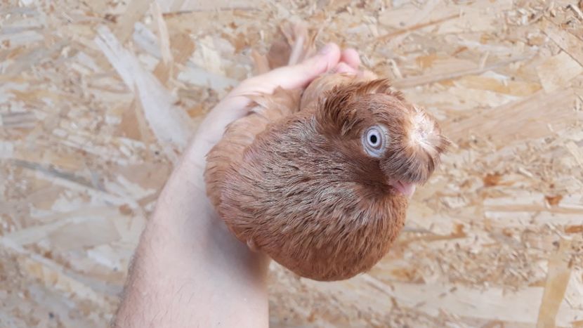  - Bimotati de ardeal