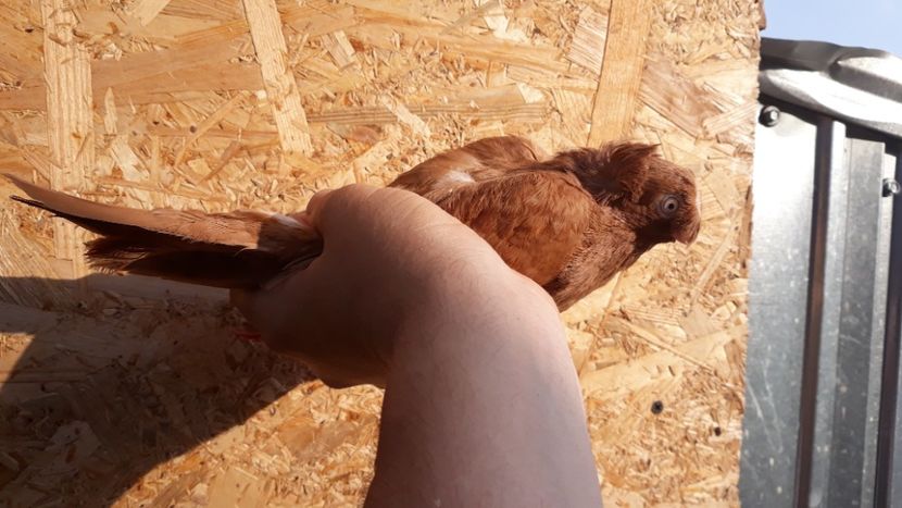  - Bimotati de ardeal