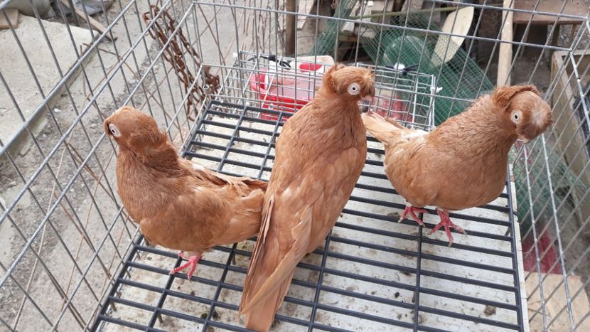  - Bimotati de ardeal