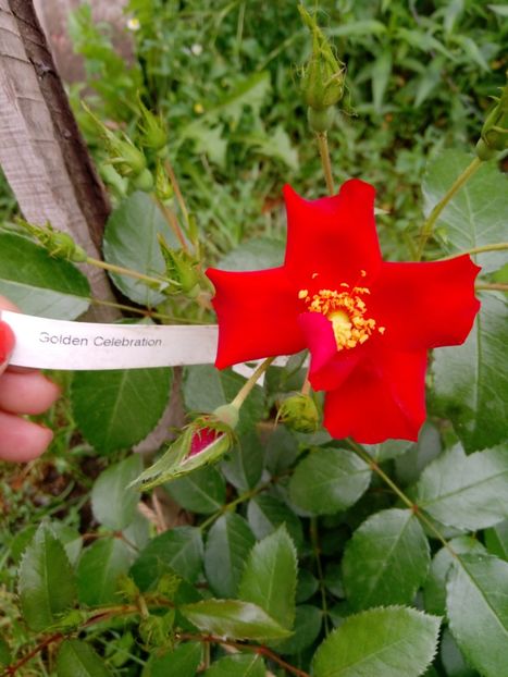 Așa arată golden celebration la gradinamax - Trandafiri 2019