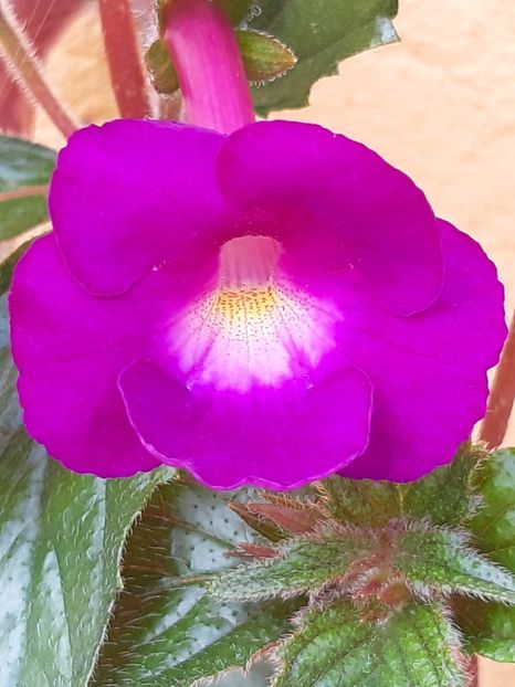 BriD’s (2018)25.05.2019 - Achi din semințe BriDs 2018