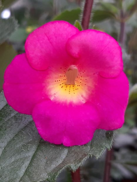 BriD’s Anna - Achi din semințe BriDs 2018