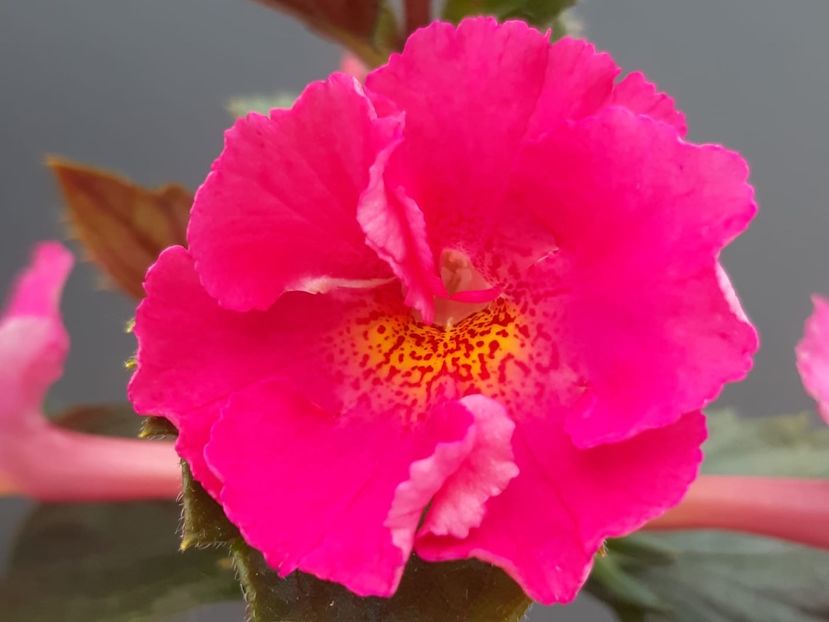 BriD’s Pink Lily - Achi din semințe BriDs 2018