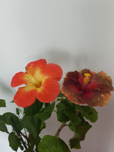  - Hibiscus MT Sixtynine