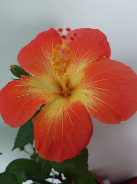  - Hibiscus MT Sixtynine