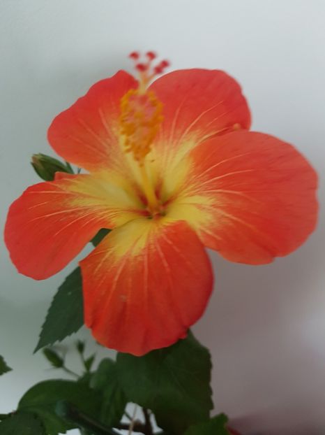  - Hibiscus MT Sixtynine