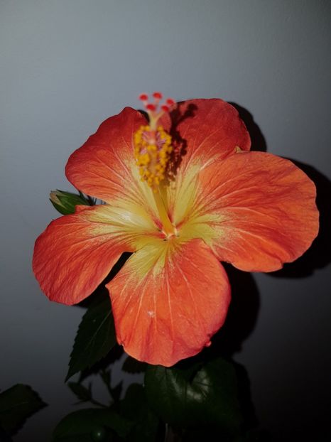  - Hibiscus MT Sixtynine