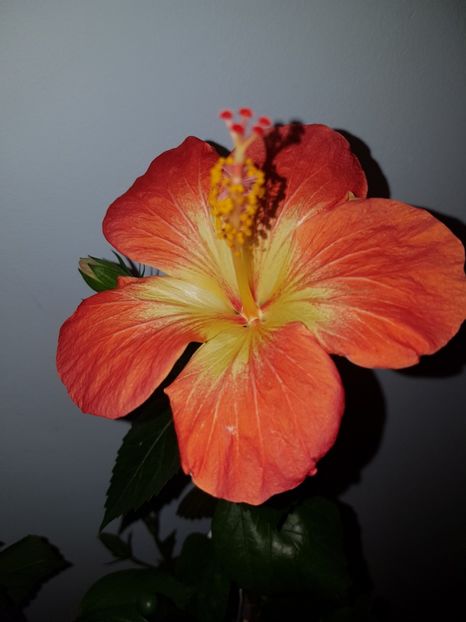  - Hibiscus MT Sixtynine