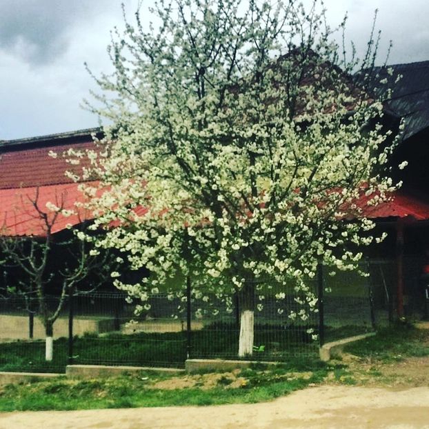 07398779-604F-408D-BEE4-54539DC68776 - flori 2019