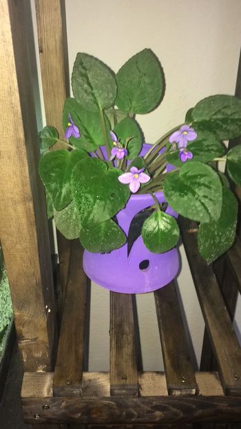 B5464178-75E0-485A-9100-A74F26568232 - flori 2019