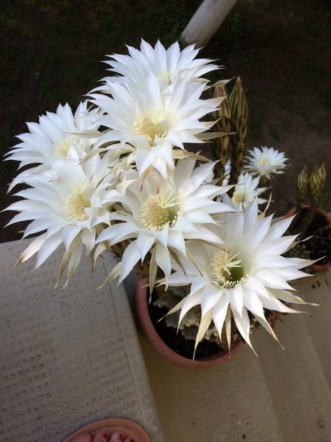 B03E8E9D-79B5-42FA-BAF6-64B067CE74B9 - flori 2019