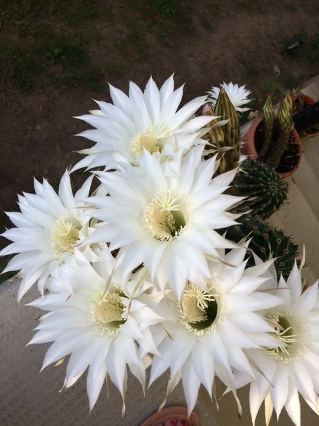 6DD02DF0-3902-4384-96FF-B5FE81FADFD4 - flori 2019