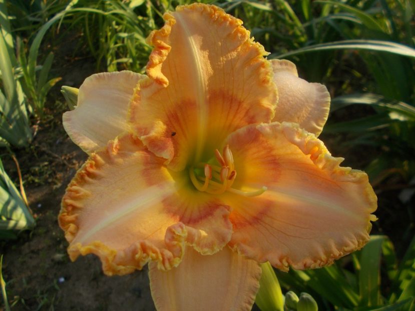 Wisest of Wizards - Hemerocallis 2019