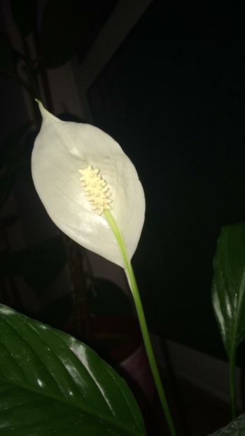 EE0E4985-6C2E-4E3E-B431-8D4431078B49 - flori 2019