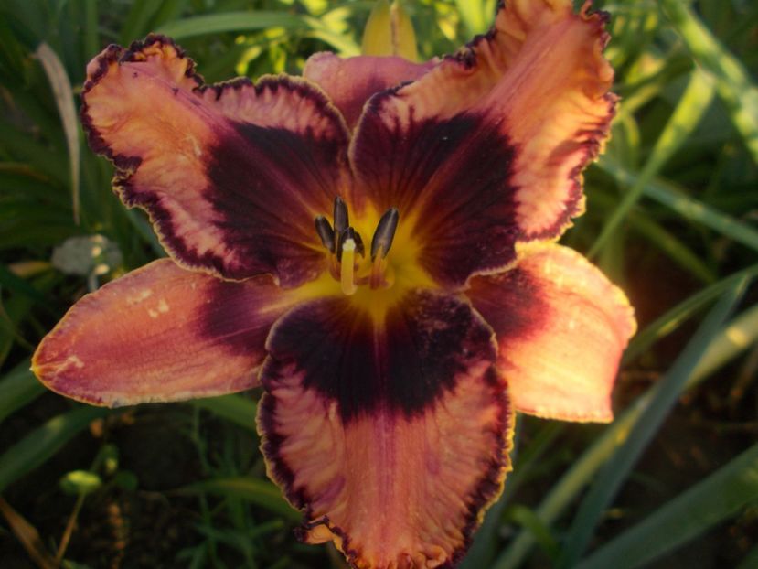  - Hemerocallis 2019