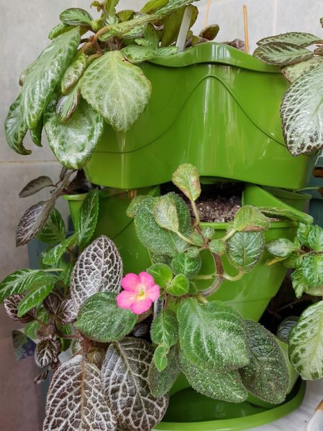  - EPISCIA