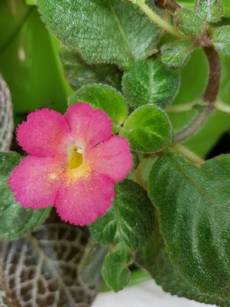  - EPISCIA