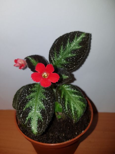  - EPISCIA