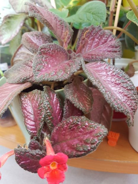  - EPISCIA