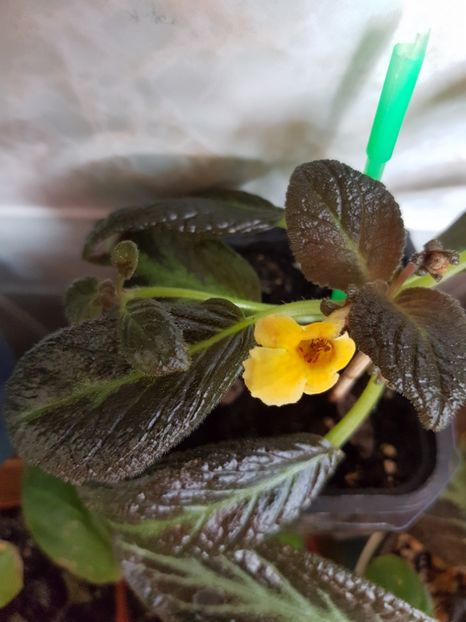  - EPISCIA
