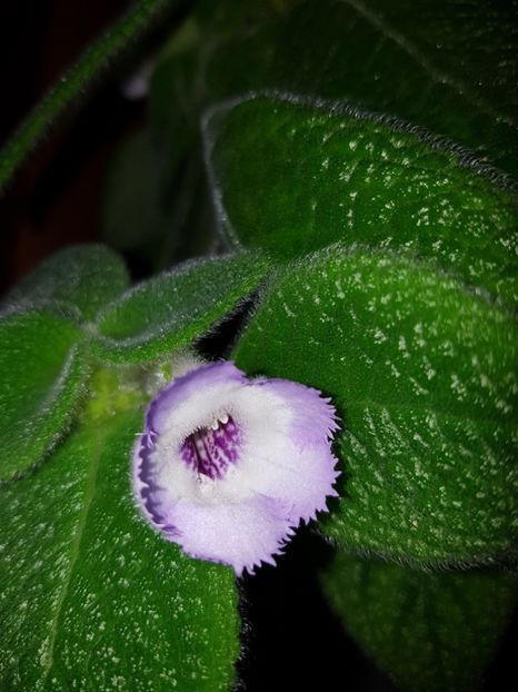  - EPISCIA