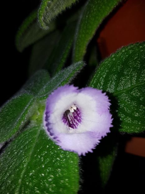  - EPISCIA