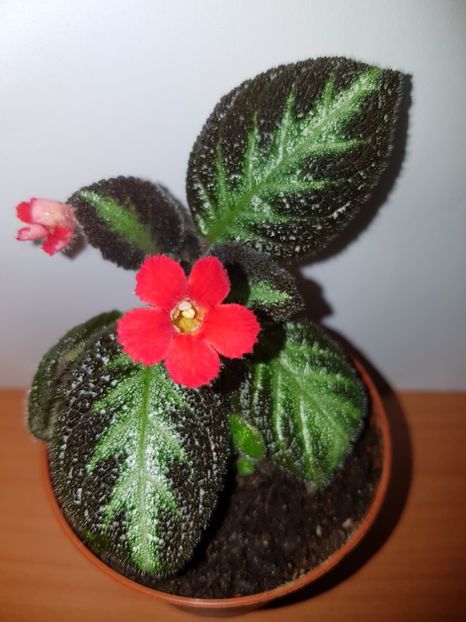  - EPISCIA