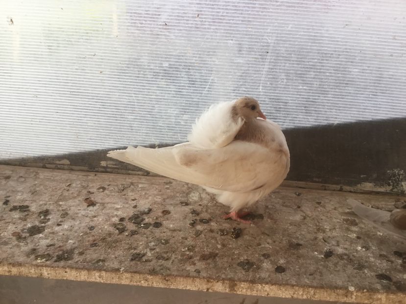 86ABB05C-6554-4175-AEA9-2124A65BB1F3 - Pui voltati 2019!