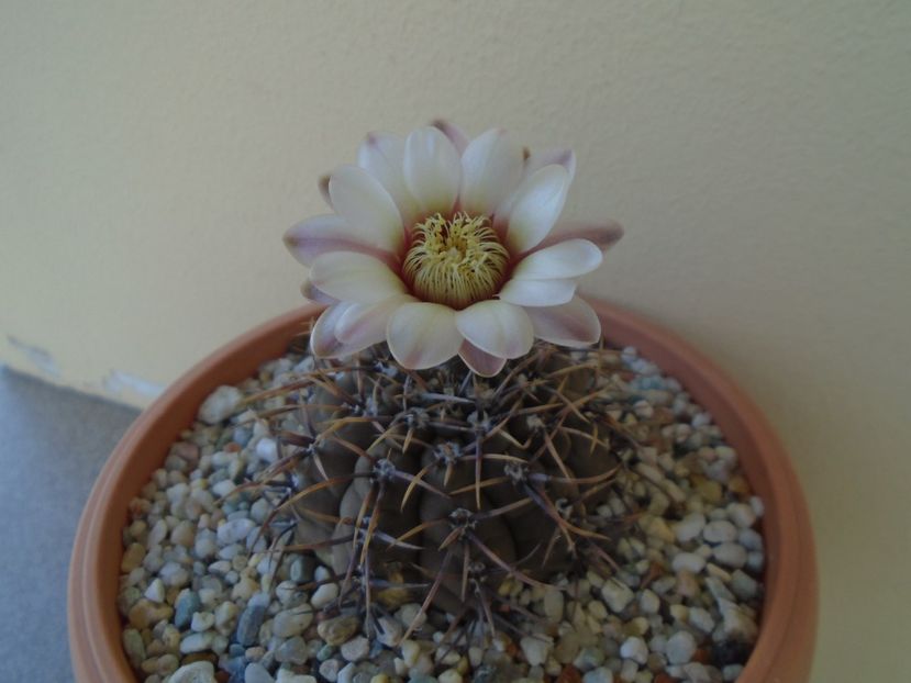 Gymnocalycium ochoterenae v. cinereum - Cactusi 2019 Gymnocalycium