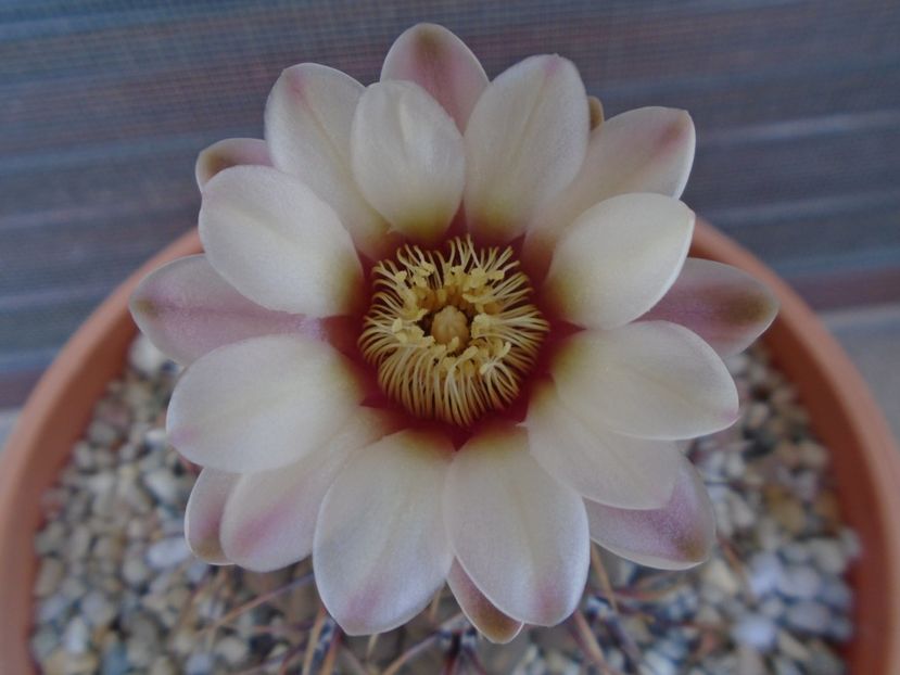 Gymnocalycium ochoterenae v. cinereum - Cactusi 2019 Gymnocalycium