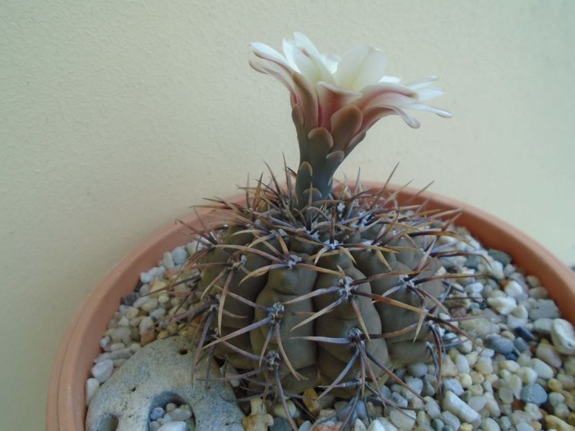 Gymnocalycium ochoterenae v. cinereum - Cactusi 2019 Gymnocalycium
