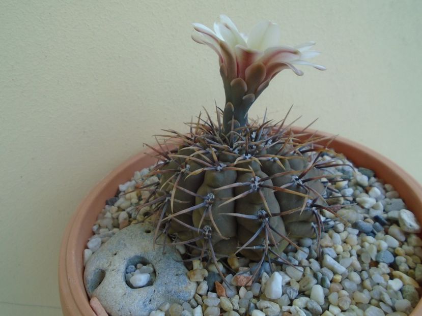 Gymnocalycium ochoterenae v. cinereum - Cactusi 2019 Gymnocalycium