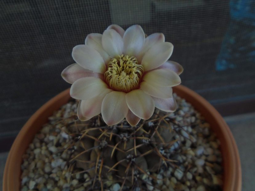 Gymnocalycium ochoterenae v. cinereum - Cactusi 2019 Gymnocalycium