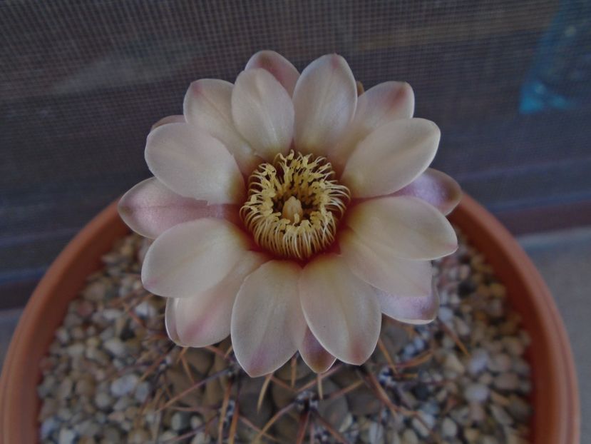 Gymnocalycium ochoterenae v. cinereum - Cactusi 2019 Gymnocalycium